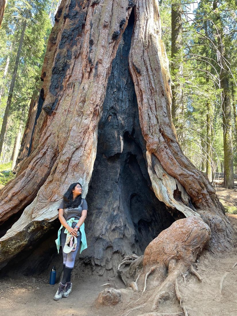 Neelanjana under a giant sequoia